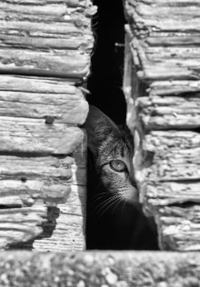 Bild på Curious Cat