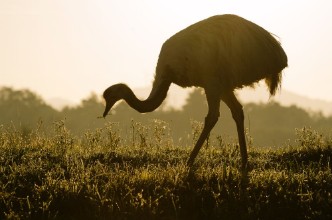 Picture of Emu