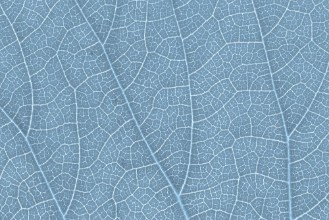 Picture of Leaf texture pattern for spring background environment and ecology concept design Color effect
