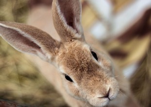 Bild på Cuteness overload - Rabbit