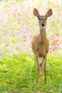 Bild på A lone doe stares at the camera in a clearing