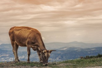 Afbeeldingen van Cows graze on a meadow of mountain at sunset of Greece Cow on the mountain opposite the Greek city of Volos
