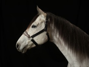 Picture of Sassy on Black Backdrop 2 - color