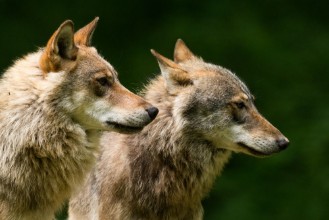 Image de Grey Wolf Canis lupus 