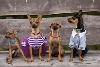 Bild på Who let the dogs out