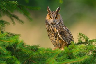 Picture of Europaean Long Eared Owl Asio otus - natural forest green background 