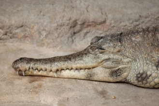 Bild på Slender-snouted crocodile Mecistops cataphractus