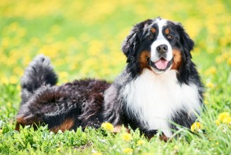 Picture of Bernese Sennenhund purebred shepherd dog in field