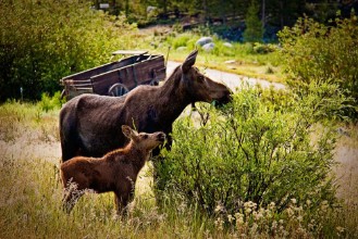 Bild på Moose and Babe