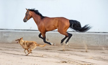 Afbeeldingen van Brown Stallion with Dog