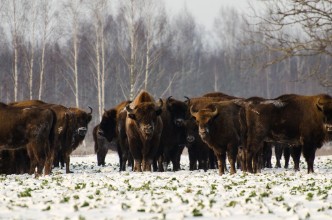 Bild på Dzikie ubry