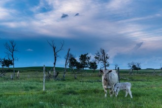 Bild på Cow and Calf on the Prairies 