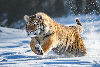 Afbeeldingen van Siberian Tiger in the snow