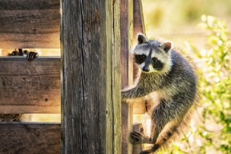 Afbeeldingen van 2 Young Raccoons on the Veranda