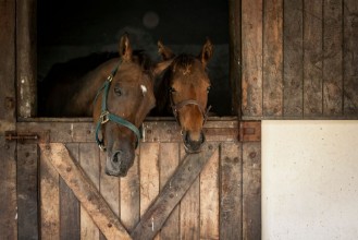 Picture of Horses in a stable looking out