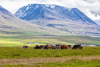 Picture of Icelandic Horses