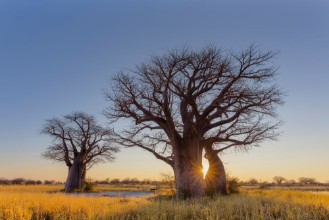 Picture of Sunrise at Baines Baobabs campsite no 2