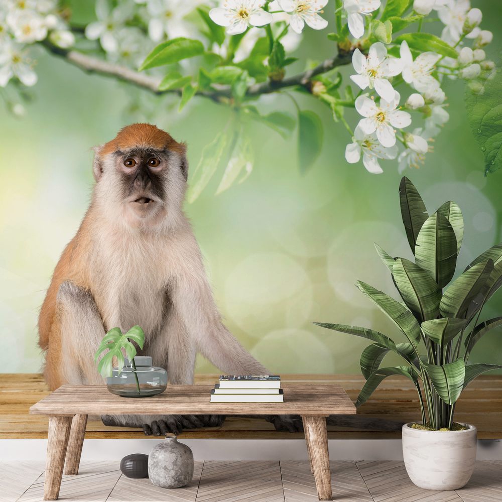 Picture of Monkey