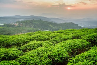 Afbeeldingen van Scenic young bright green tea bushes and colorful sunset sky