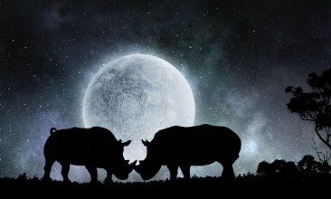 Picture of Natural Safari landscape