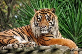 Bild på TIgre qui pose