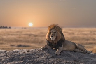 Afbeeldingen van A male lion is sitting on the top of the rock looking for his area  He looks so gorgeous 