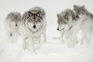 Image de Meute de loups en chasse