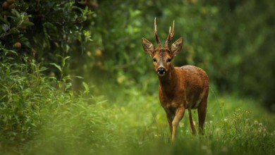Image de Wild atmosphere
