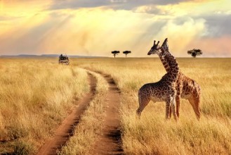 Afbeeldingen van Group of giraffes in the Serengeti National Park on a sunset background with rays of sunlight African safari
