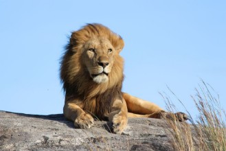 Bild på Male lion on the rocks in Serengeti National park Tanzania