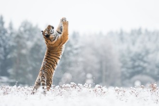 Picture of Young Siberian tiger playing with snow