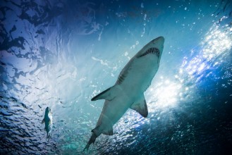 Image de Toronto aquarium Canada