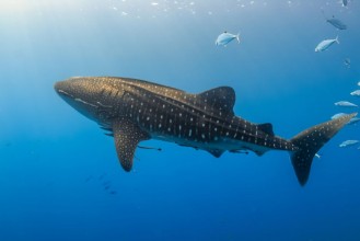 Bild på Large Whale Shark swimming in shallow water over a tropical coral reef