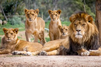 Picture of Lion Family