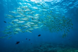 Image de School of fish at coral reef Bunaken Sulawesi Indonesia