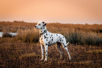 Afbeeldingen van Dalmatian saltmarsh at sunset
