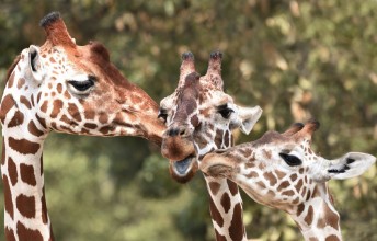Picture of Reticulated giraffe Giraffa camelopardalis reticulata