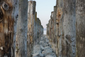 Picture of Baumsatamm im see