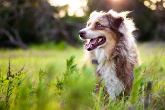 Picture of Australian Shepherd in Tall Grass