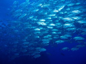 Obrázok z 227316575