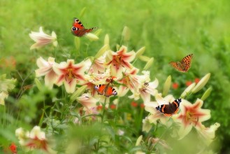 Bild på Schmetterling 520