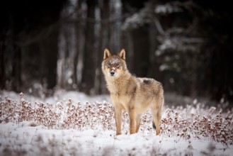 Bild på Winter Wolf