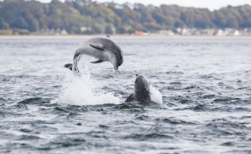 Image de Wild dolphin in playful mood while hunting for migrating Atlantic Scottish salmon in the Moray Firth in the Scottish Highland