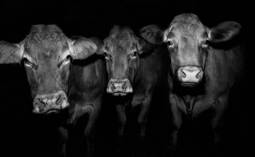 Afbeeldingen van Kuh