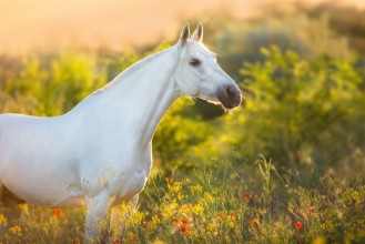 Picture of White horse portrait in poppy flowers at sunrise light
