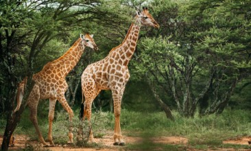 Picture of A pair of giraffe walking through the trees in the bush in a national park in South Africa