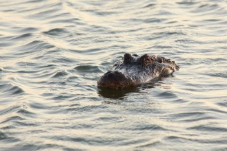 Image de Alligator swimming in the lake Port Aransas Texas