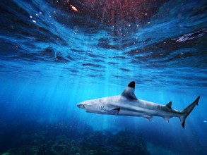 Afbeeldingen van Blacktip reef shark swiming in deep blue sea with light rays underwater