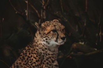 Afbeeldingen van Cheetah