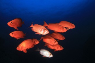 Bild på Coral reef and fish in ocean 